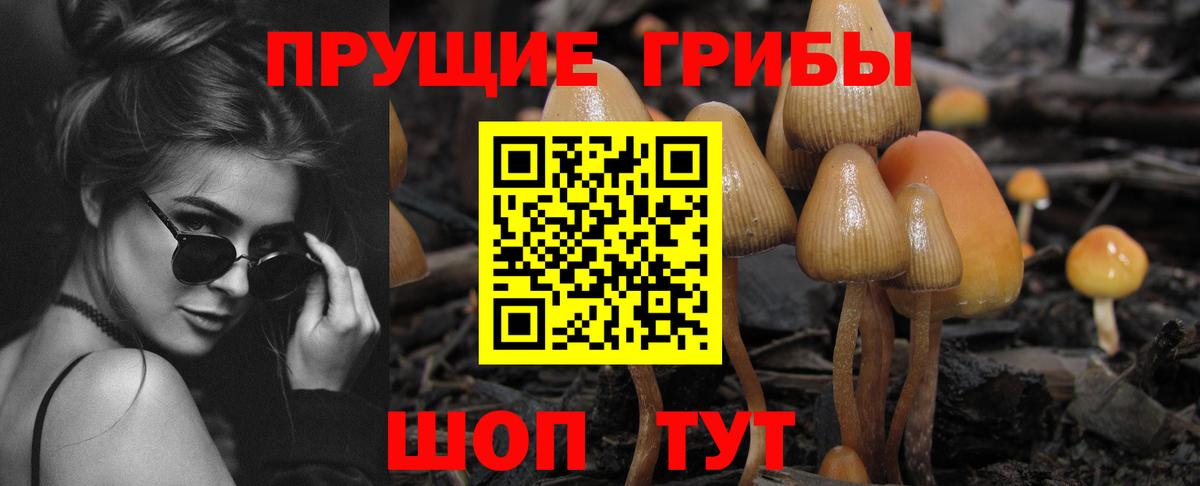 Галлюциногенные грибы Psilocybine cubensis Черкесск